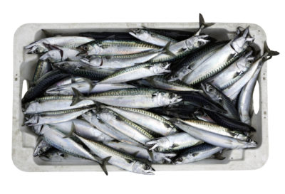 Poisson pour animale